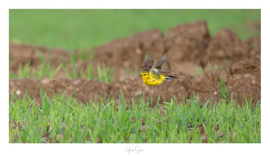 Yellow Streak - Yellow Wagtail In Flight