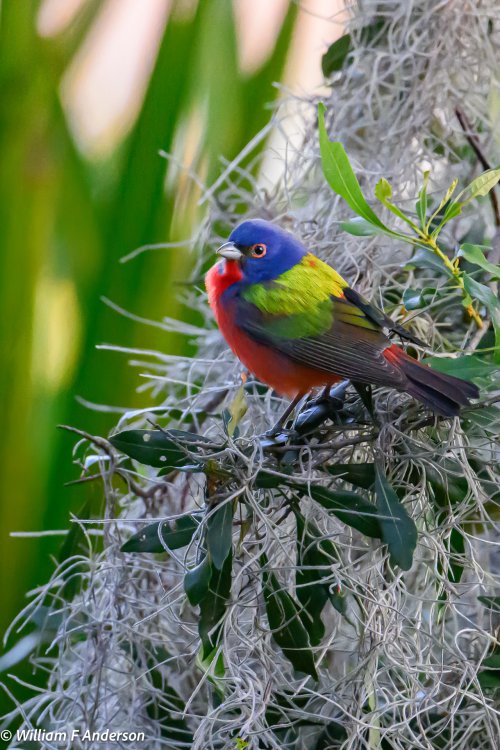 Painted Bunting1.jpg