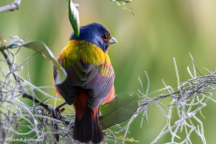 Painted Bunting2.jpg