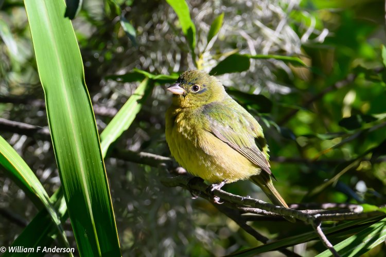 Painted Bunting3.jpg