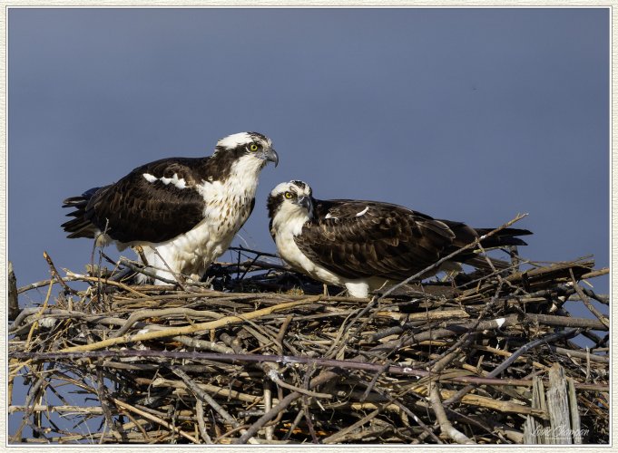 There's action at the Osprey nest..