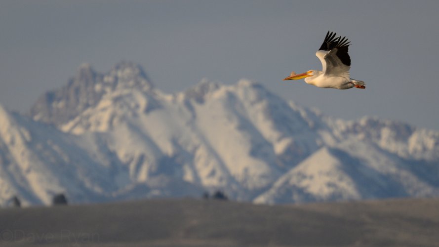 American White Pelicans Idaho