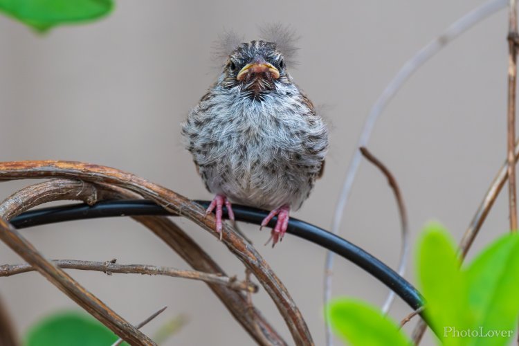 Disheveled chipping sparrow fledgling ...