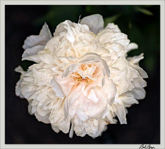 Another Peony