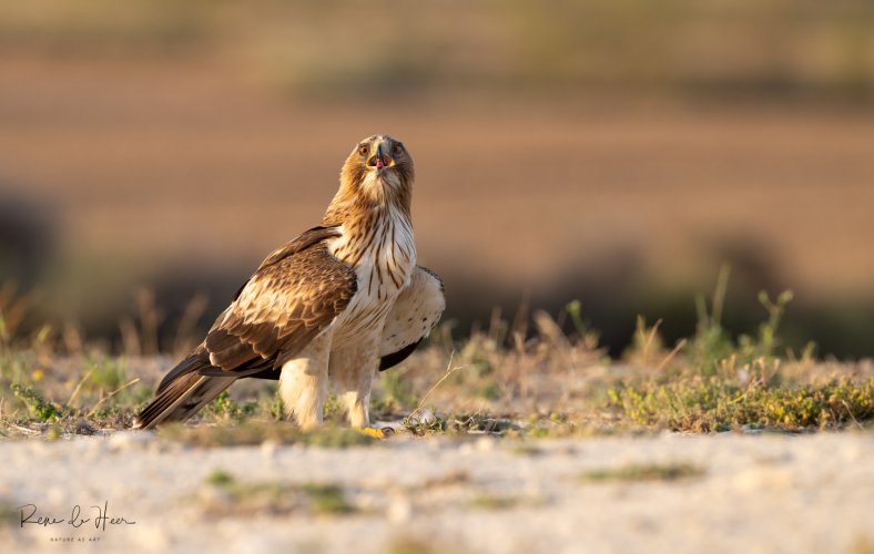 Booted eagle in evening light