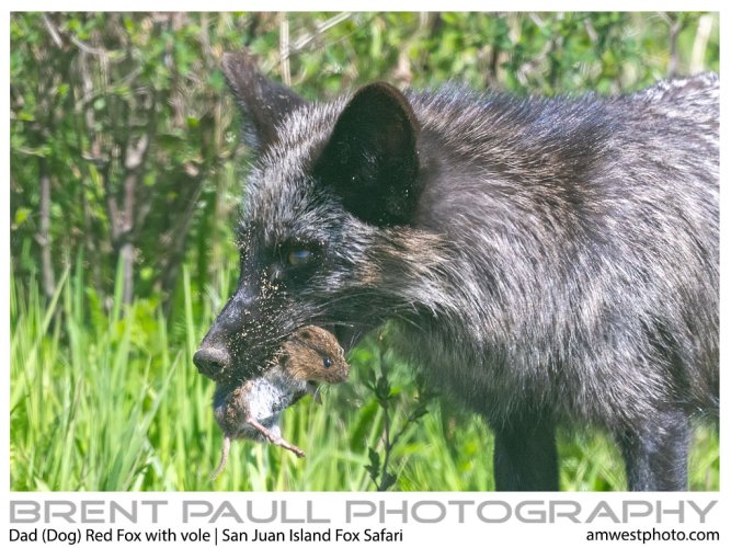 More San Juan Island Fox Images