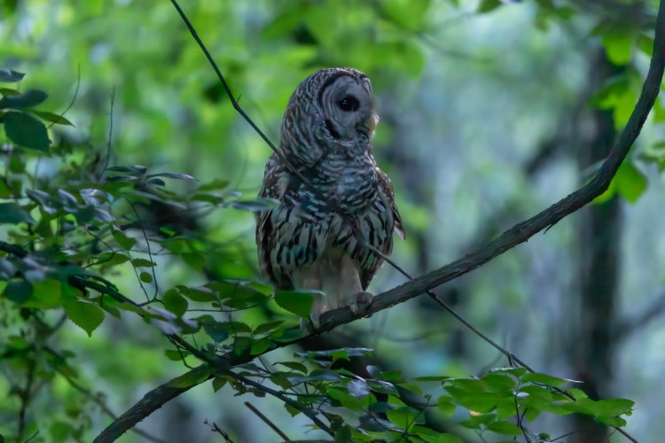 Owl with a few different shutter speeds