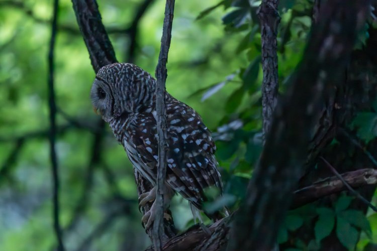 Owl with a few different shutter speeds