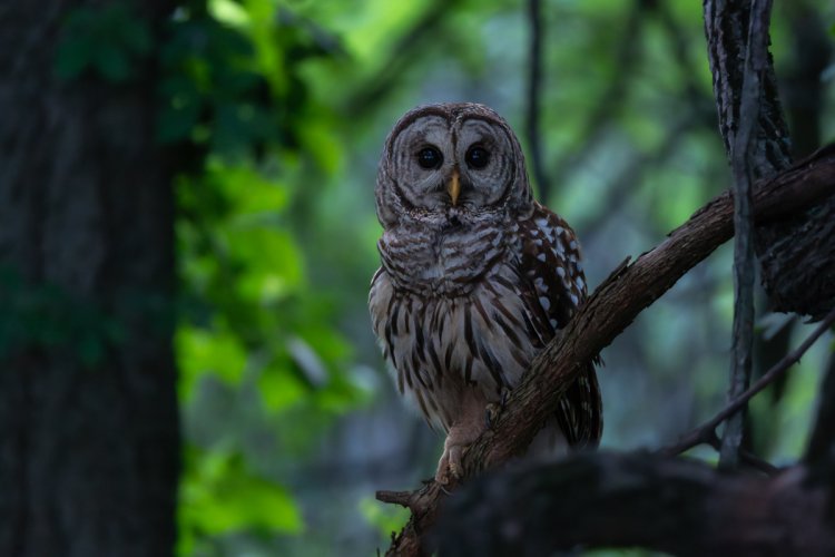 Owl with a few different shutter speeds