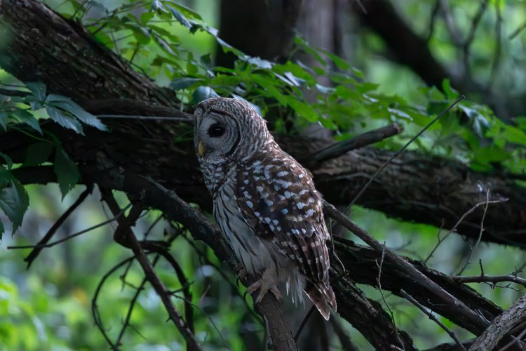 Owl with a few different shutter speeds