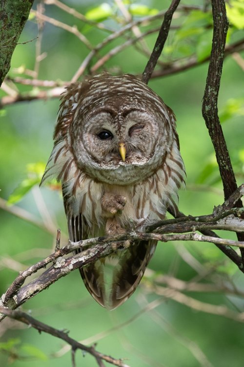 Barred Owl