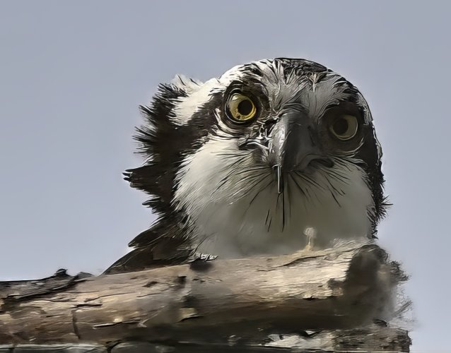 osprey