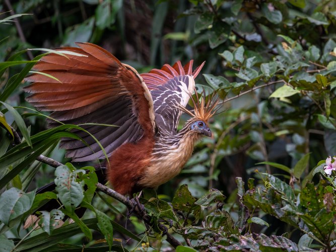 Hoatzin (Yasuni National Park, Ecuador)