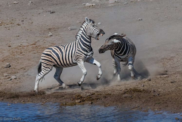 Fighting Zebra Stallions