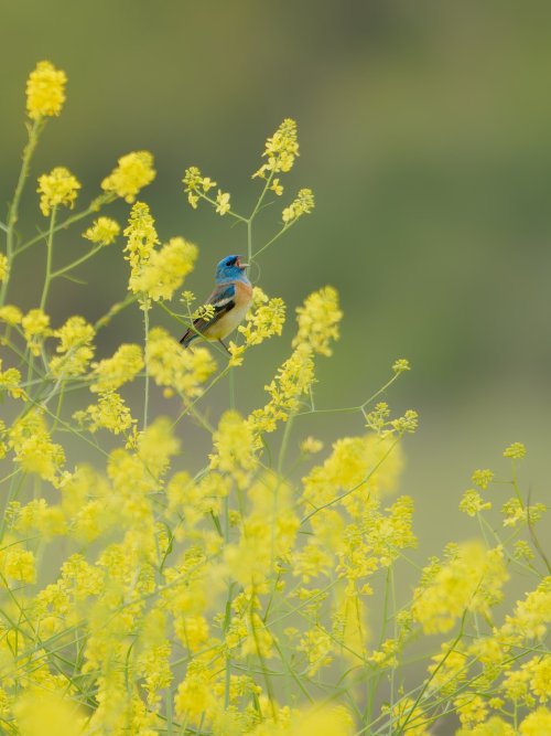 Lazuli bunting singing in flowers