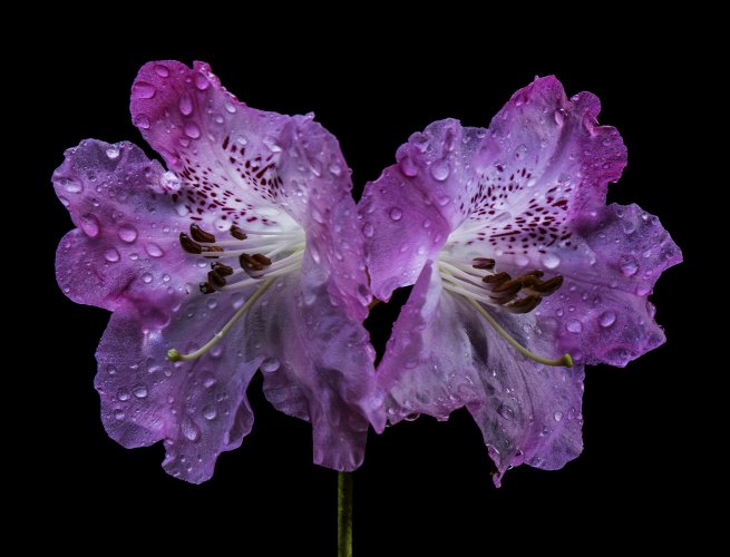 Species Rhododendrons