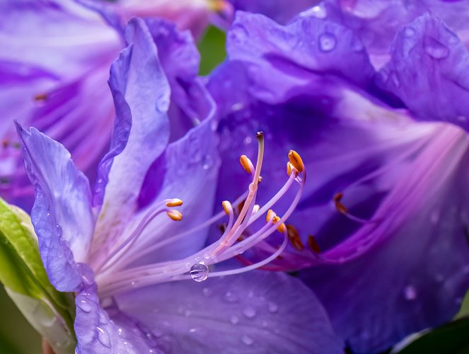 Species Rhododendrons