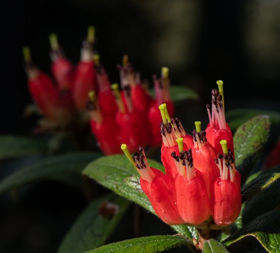 Species Rhododendrons