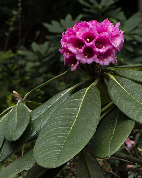 Species Rhododendrons