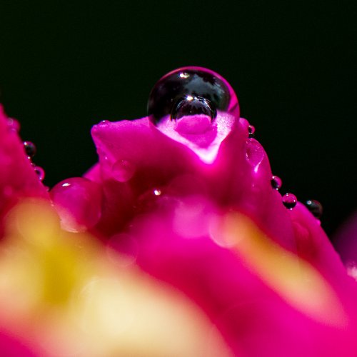 Species Rhododendrons