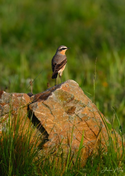 Northern wheatears