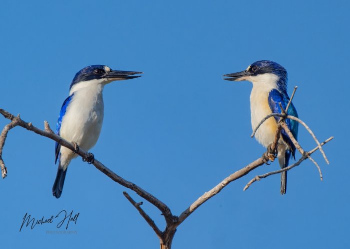 Forest Kingfishers