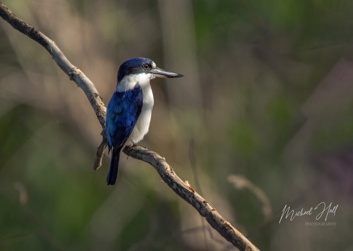 Forest Kingfishers