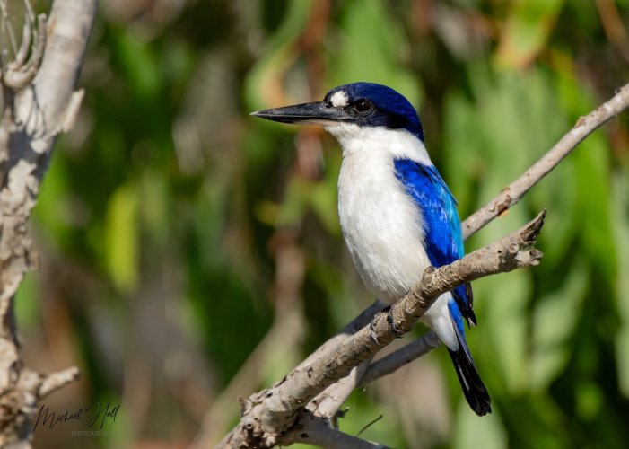 Forest Kingfishers