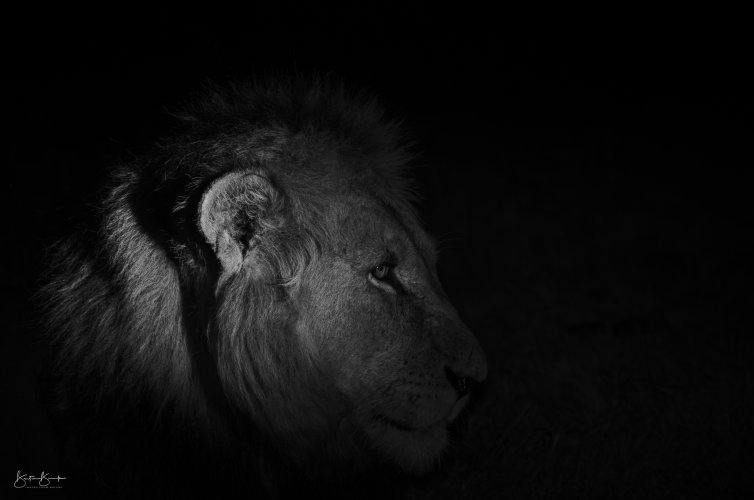 Moody Lion Edit