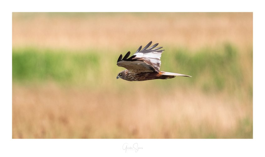Eye Level Flyby - Marsh Harrier