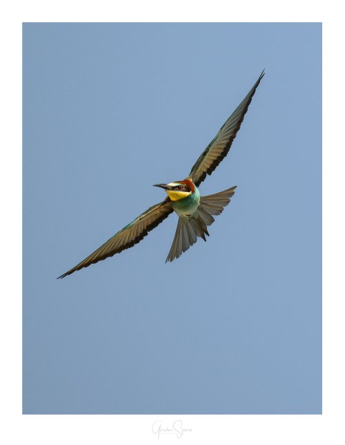 In the Clear Blue - European Bee-eater