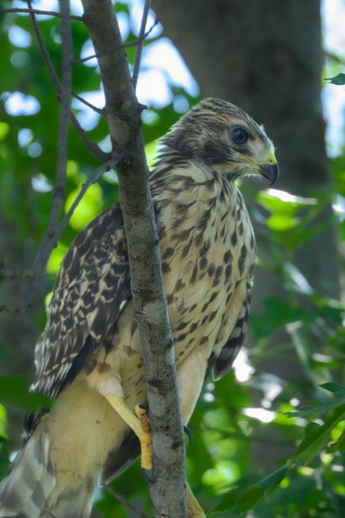 Hawk chicks growing - updated - added a new photo from today