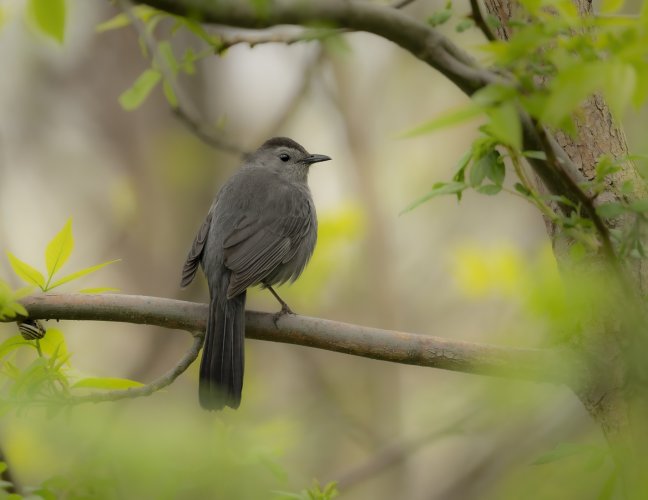 Grey Catbird (sharing a branch with a snail).