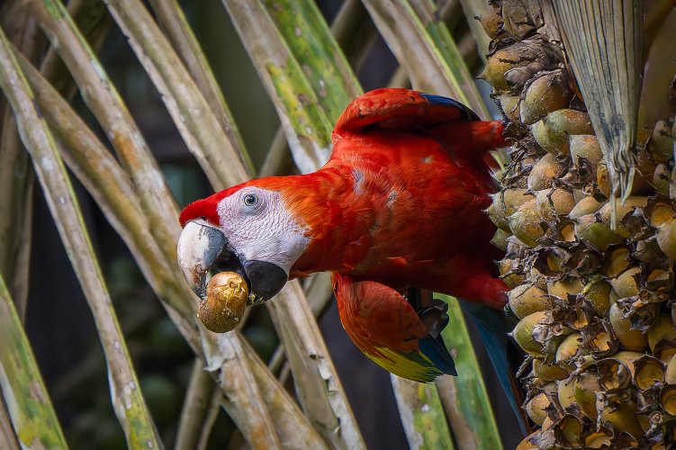 Scarlet Macaw (Costa Rica)