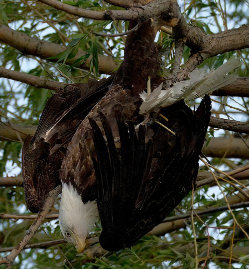 Troubling eagle incident