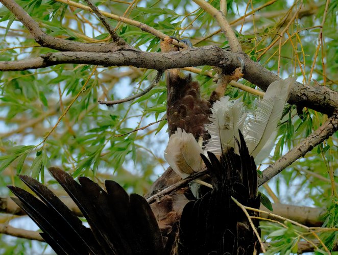 Troubling eagle incident