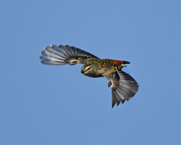 Spotted pardalote Mt Korong and environs-11.jpg