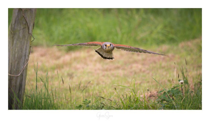How Low Can You Go - Low Flying Kestrel