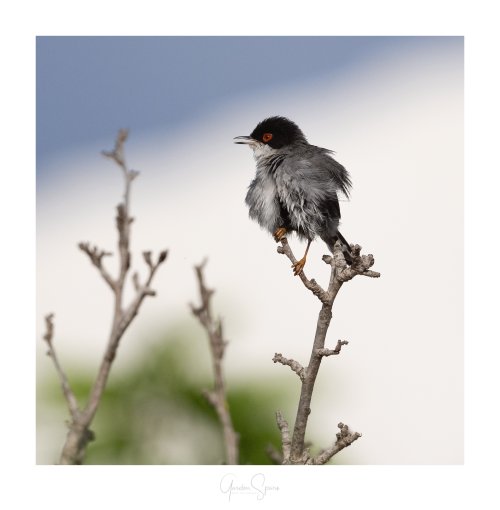 Ruffled Song - Sardinian Warbler