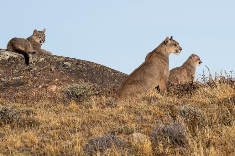 Puma Family - Torres del Pine, Chile