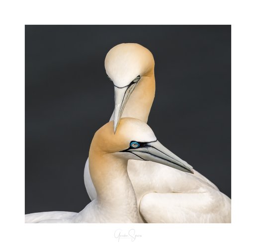 All Loved Up - Northern Gannets