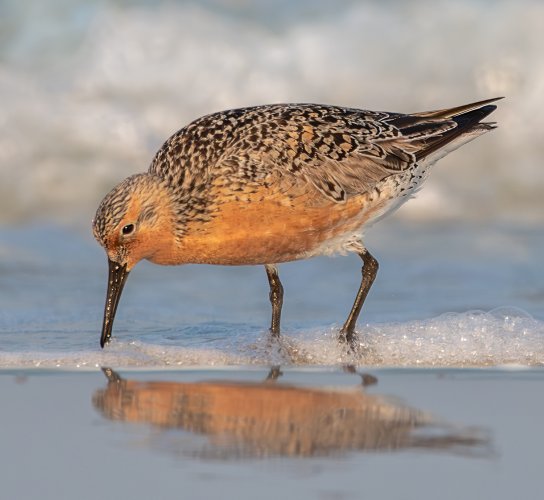 Red Knots  in breeding plumage at Ft DeSoto Park