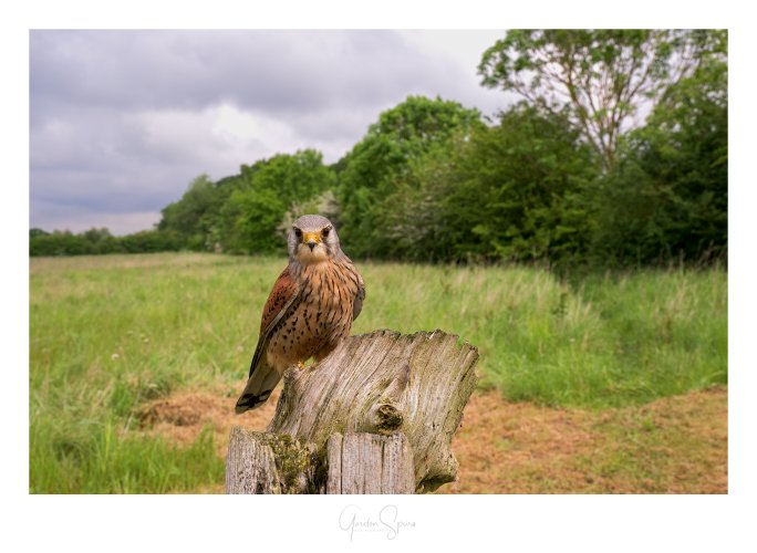 My Gaff My Rules - Kestrel In the Environment