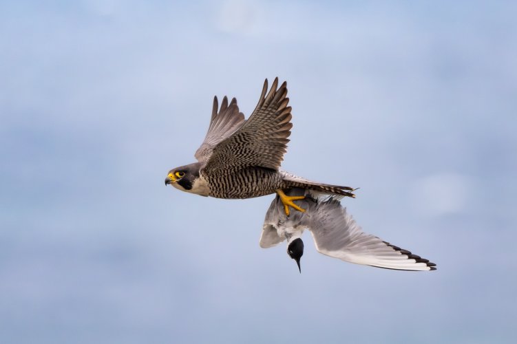 A female Peregrine Falcon has caught a Bonaparte's Gull and brings it to her nestlings