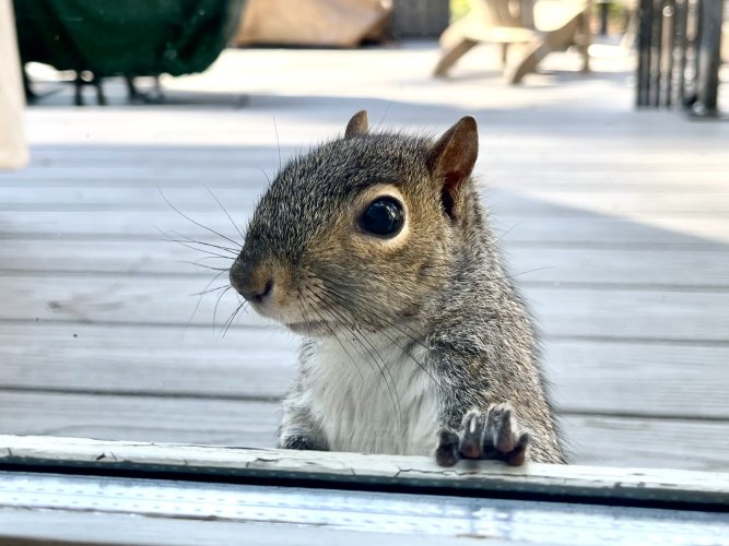 Gray Squirrel Stare Down