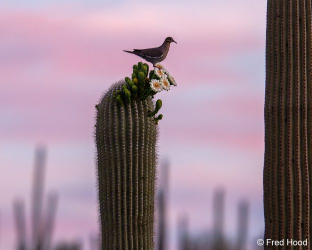 Dove on saguaro at sunrise
