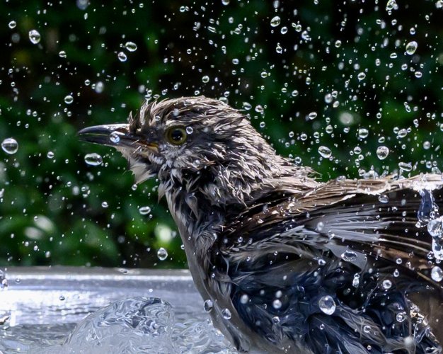 Mockingbird bath 6-0599.jpeg