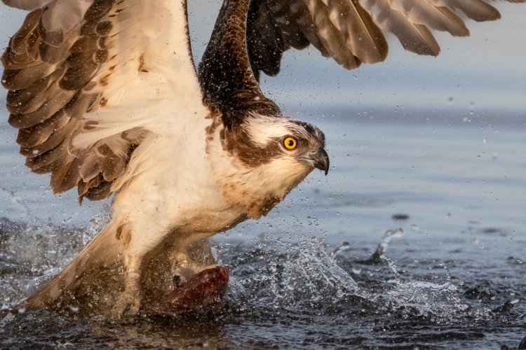 Osprey taking off with fish