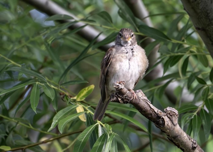 House Sparrow