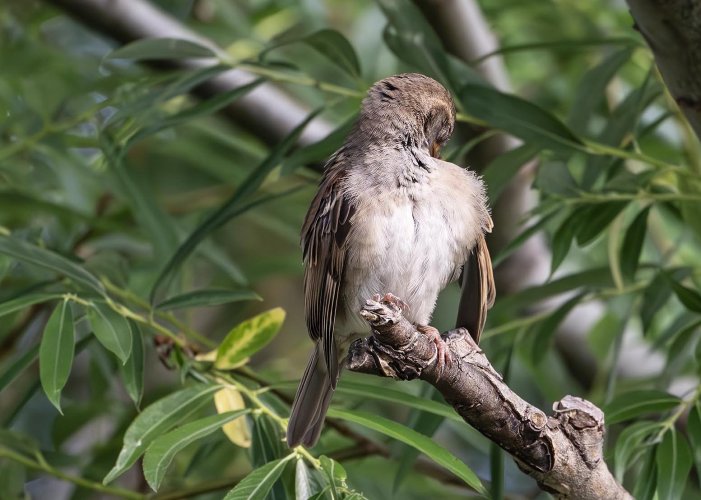 House Sparrow